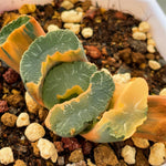 Haowrthia Truncata Onawa Reverse Variegated