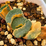 Haowrthia Truncata Onawa Reverse Variegated