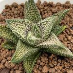 Haworthia Hard Leaf 'Isomidori'