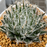 Haworthia cyanea Other