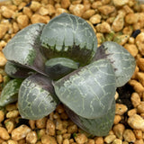 Haworthia Correcta 'Crystal'