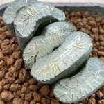 Haworthia Trucata 'Sharaku' Hybrid