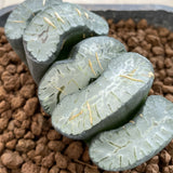 Haworthia Trucata 'Sharaku' Hybrid