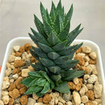 Haowrthia Glauca var. Herrei
