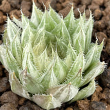 Haworthia Decipiens variegated