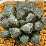 Haworthia Snowball Other