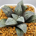 Haworthia Pygmaea Hakutetsu