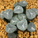 Haworthia Maughanii Blue Aurora