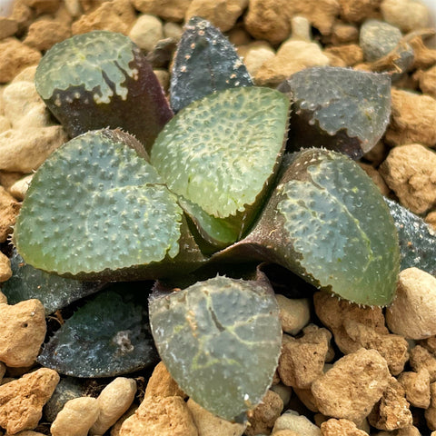 Haworthia Correcta Jade Toad