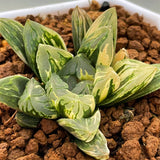 Haworthia Flower Crystal Variegated Plant from offsets