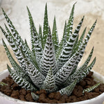 Haworthia Hard Leaf Simofuri