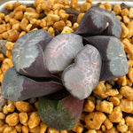 Haworthia Maughanii Aerolite