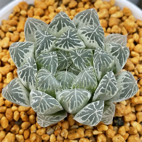 Haworthia Cooperi cv. Variegata