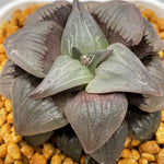 Haworthia Atrofusca Other