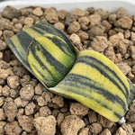 Gasteria variegated