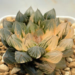 Haworthia Red Var. Cooperi Variegated