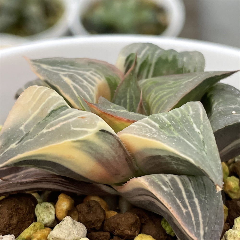 All – Page 51 – ChinaHaworthia