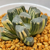 Haworthia Maughanii Variegated Plant from Seeds