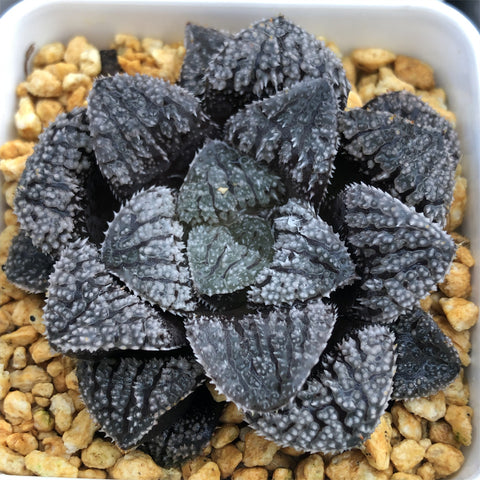 Haworthia Blue Diamond Other