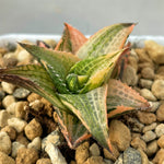 Haworthia Hard Leaf Emerald Spirit Variegated