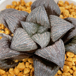 Haworthia Splendens