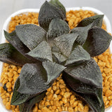 Haworthia Wimii Black Stone