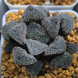 Haworthia 'Yoroi' Other