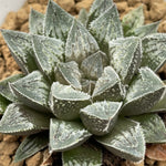 Haworthia Humbug Heart