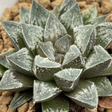 Haworthia Humbug Heart