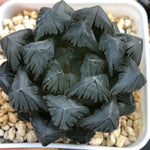 Haworthia Obtusa Suisho