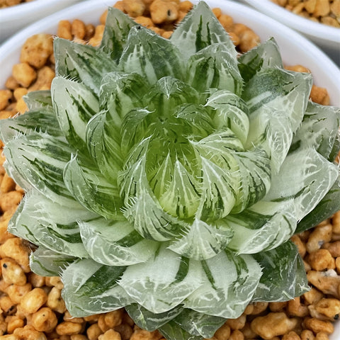 Haworthia LED variegated size (M) Cooperi var Picturata variegated