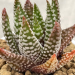 Haworthia Hard Leaf Zenigata