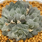 Haworthia Cooperi Variegated