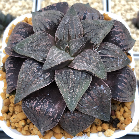 Haworthia Picta Planted from Seeds