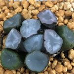 Haworthia Maughanii 'Suiko'