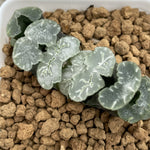 Haworthia Truncata 'Midaregami'