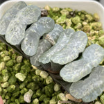 Haworthia Truncata 'Jade Glass'