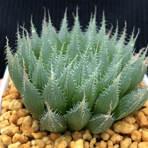 Haworthia Blackbear Other