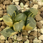 Haworthia Maughanii Rising Sun variegated