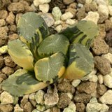Haworthia Maughanii Rising Sun variegated