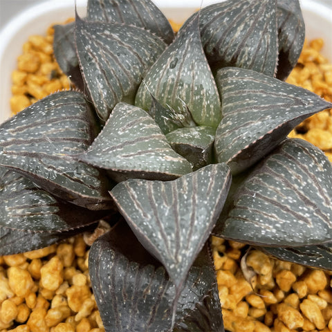 Haworthia Badia 'Shishinden'