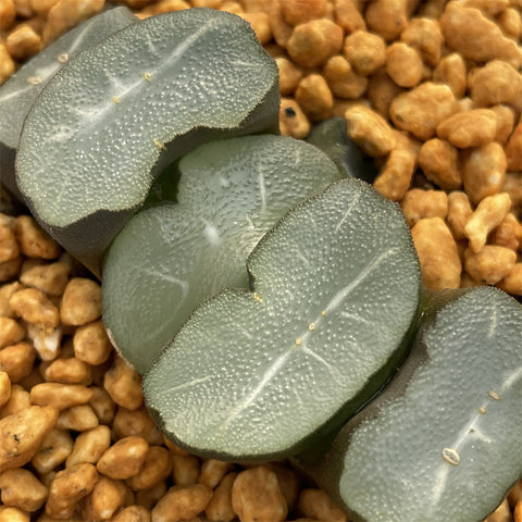 Haworthia Truncata 'See-through'