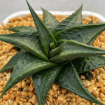 Haworthia Hard Leaf Limifolia cv. Black Lizard
