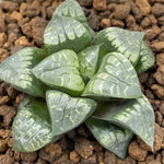 Haworthia Comptoniana 'Painted Skin'