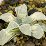 Haworthia Pygmaea Black Diamond Variegated