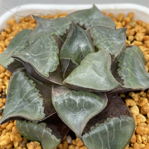 Haworthia Correcta
