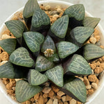 Haworthia Bayeri Ginbotan