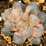 Haworthia OM variegated