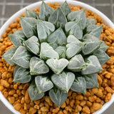 Haworthia Love Heart Other