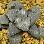 Haworthia Correcta Cloudy Moon